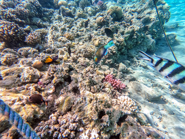 Kolorowe tropikalne podłużnice Hipposcarus lub Longnose Parrotfish znane jako Hipposcarus Harid pod wodą na rafie koralowej. Podwodne życie rafy koralowej i tropikalnych ryb. Rafa koralowa na Morzu Czerwonym, Egipt - Zdjęcie, obraz
