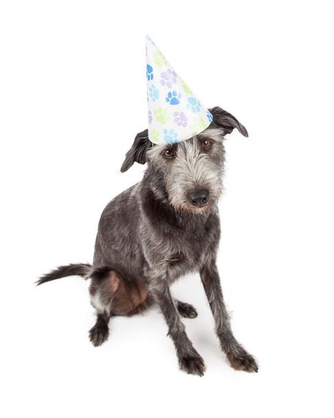 Dog Wearing Pawprint Party Hat - Photo, Image