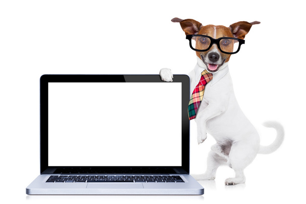businessman dog - Foto, Imagem