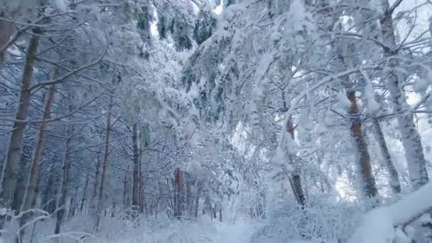 Αρκτικό παγωμένο δάσος σε ένα χιονισμένο παγόβουνο.Κρύσταλλοι κατεψυγμένων νιφάδων χιονιού σε κλαδιά σε κρύο χειμερινό καιρό.Ένα ονειρεμένο δάσος στη σιωπή.Ειρηνικό χειμερινό χιονισμένο αρκτικό δάσος την ημέρα.Παραμύθι τώρα - Πλάνα, βίντεο