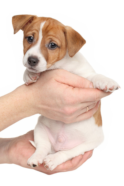 Jack Russell terrier em fundo branco
 - Foto, Imagem
