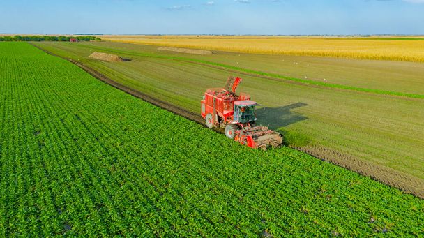 Powyższy widok na maszyny rolnicze, kombajn jako cięcie i zbiór dojrzałych korzeni buraków cukrowych na polu uprawnym.  - Zdjęcie, obraz
