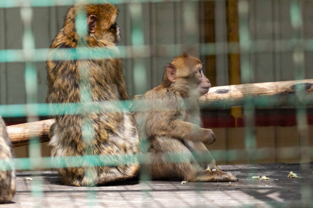 Macacos macacos comendo atrás de cerca de metal no zoológico, close-up triste retrato com fundo borrado - Foto, Imagem