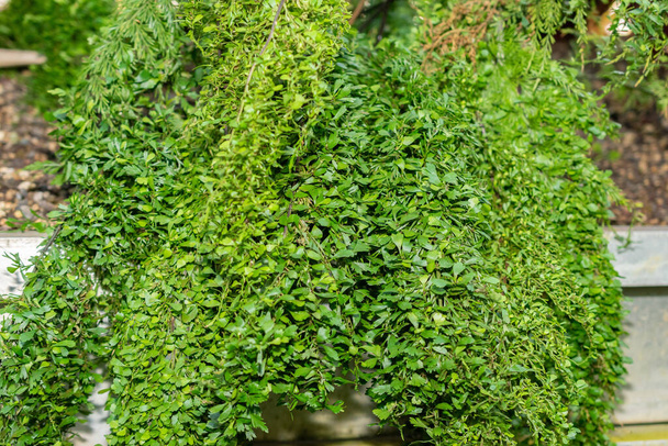 San Gallo, Svizzera, 29 novembre 2023 Asplenium Daucifolium o mauritius spleenwort presso l'orto botanico - Foto, immagini