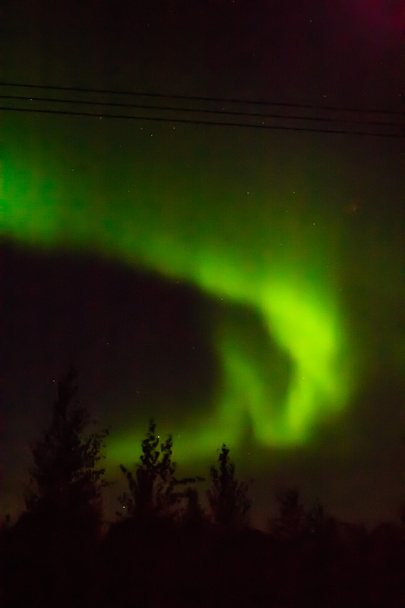 Aurora Borealis és a fák - Fotó, kép