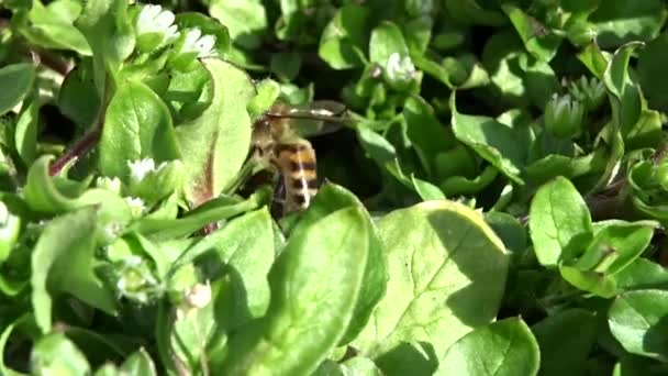Biene sammelt Nektar - Filmmaterial, Video