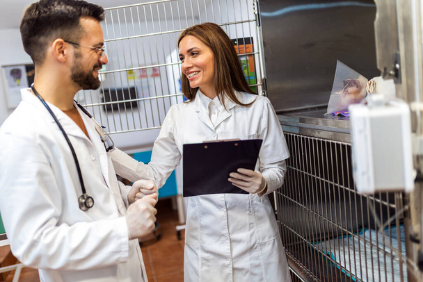 A macska betegségével foglalkozó állatorvosok látogatása és tanácsadása - Fotó, kép