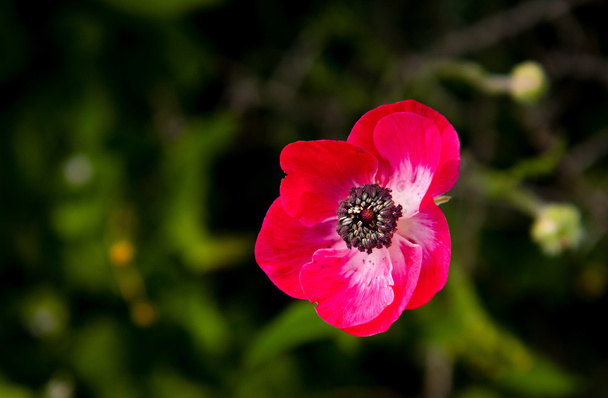 Anemoneイメージ 写真素材との写真anemone