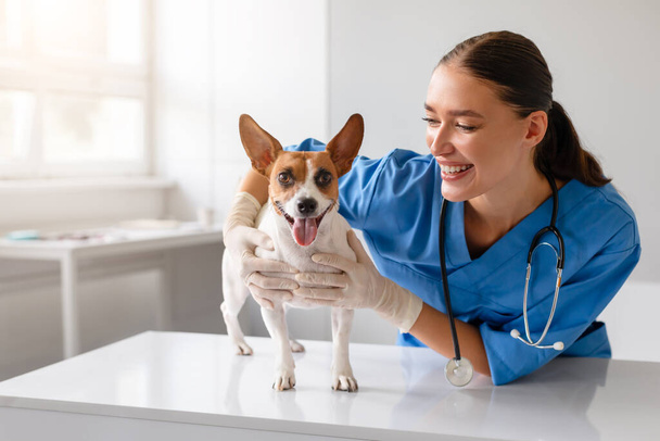 Veterinario sonriente con uniformes azules disfrutando de un momento alegre con un Jack Russell Terrier feliz durante un chequeo de rutina en una clínica brillante - Foto, imagen