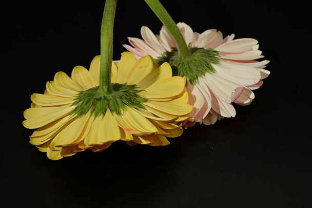 primer plano de hermosas flores de gerberas sobre fondo negro  - Foto, imagen