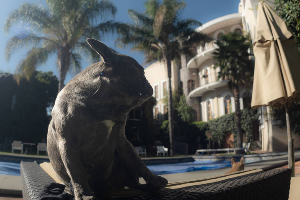 Pet dog, black French bulldog, on vacation in a place with a pool and gardens. - Photo, Image