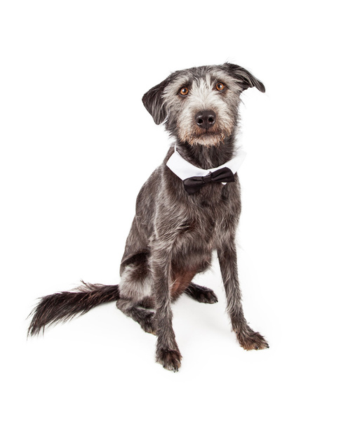 Terrier Dog Wearing Black Bow Tie - Foto, Bild