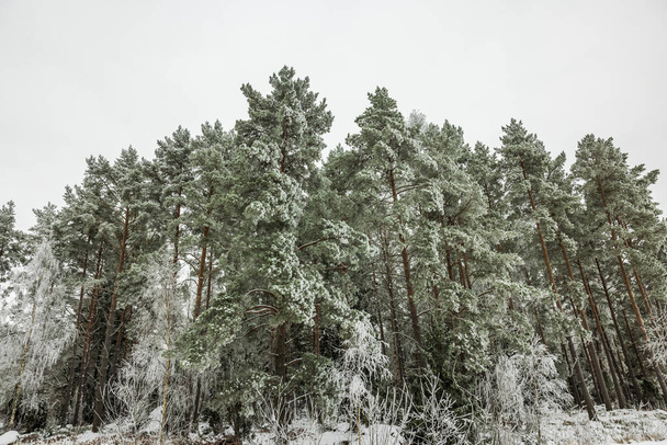 Beautiful view of snow-covered pine trees on winter overcast sky background. Sweden. - Photo, Image