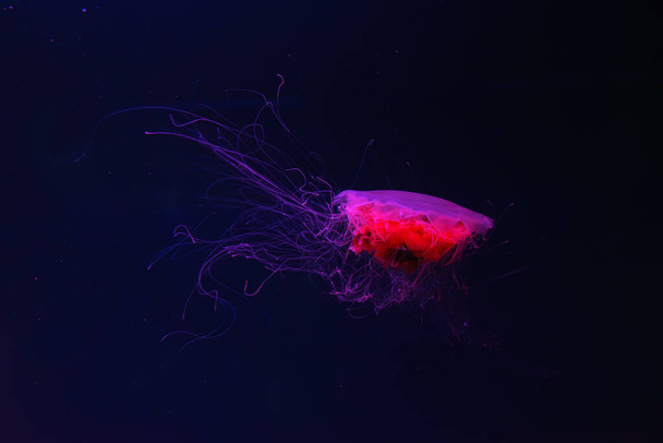 Флуоресцентные медузы, плавающие под водой в аквариуме с красным неоновым светом. Львиная грива медуза, Cyanea capillata, также известная как гигантская медуза, арктическая красная медуза, медуза для волос - Фото, изображение