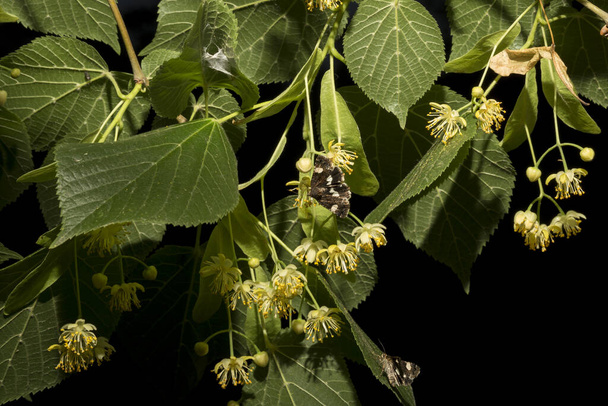 リンデンの木の小枝。薬用植物の春の開花。タイプ・ルクルコサ(Tyta lucosa)は、夜行性の蛾である。4ヶ所の蛾と野性のビンディード蛾. - 写真・画像