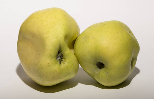 Άσχημα μεταλλαγμένα μήλα. Τα φρούτα είναι κίτρινα σε λευκό φόντο. Η σχέση μεταξύ δύο αντικειμένων. Η έννοια της οικειότητας. - Φωτογραφία, εικόνα