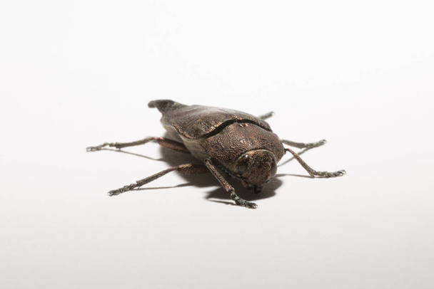 Perotis lugubris es un género de coleópteros de la familia Buprestidae.El insecto es un parásito.. - Foto, imagen