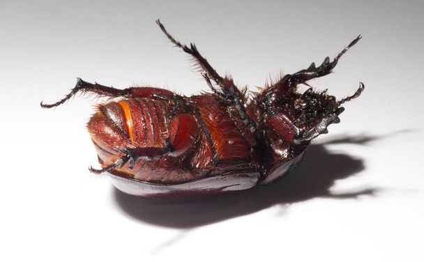 European rhinoceros beetle (Oryctes nasicornis) is a large flying beetle belonging to the subfamily Dynastinae. Imago, a female insect. - Photo, Image