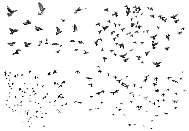 Літаючих птахів set
 - Фото, зображення