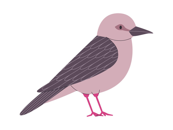šedá barva malý pták granát holubice ohrožené druhy docela roztomilý příroda zvíře volně žijící zvěř tvor vektor - Vektor, obrázek