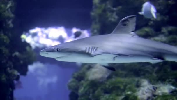 Rekin w wodzie Podwodne zdjęcie na otwartej wodzie - Materiał filmowy, wideo
