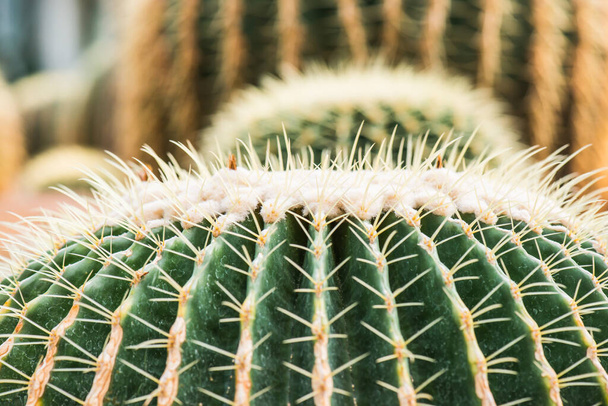 Close Up of Golden Barrel Cactus or Echinocactus grusonii Hildm. en Tailandia - Foto, Imagen