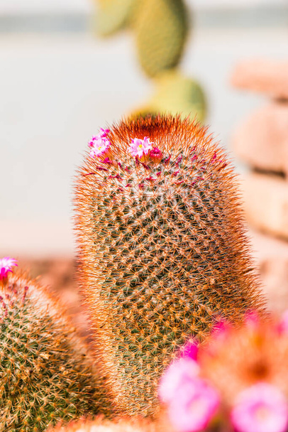 Melocactus sp:n kukka. Thaimaassa - Valokuva, kuva