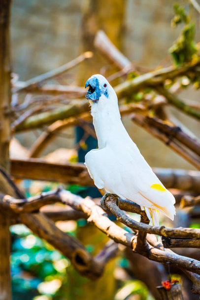 Sárga-tarajos kakadu portréja, Thaiföld - Fotó, kép