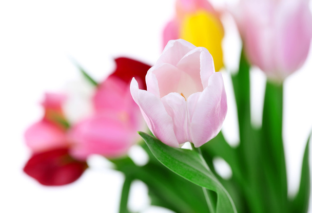 Fresh bouquet with tulips - Фото, зображення