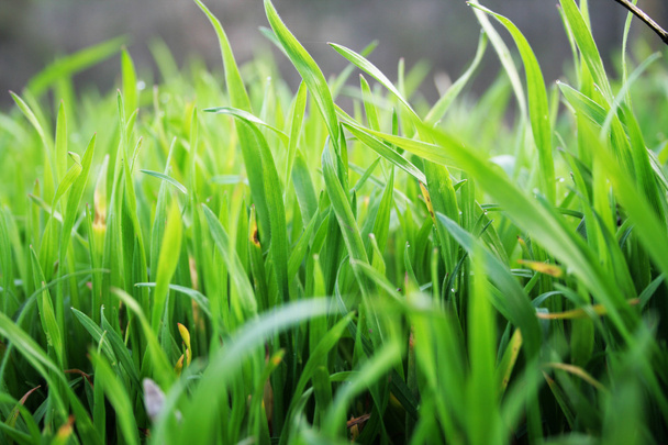 Groen gras - Foto, afbeelding