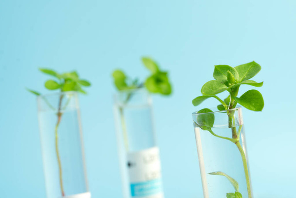 Маленькие растения прорастают в пробирке на синем фоне. изучение растений в лаборатории. Выращивание ГМО в лаборатории. Генетически модифицированные организмы - Фото, изображение