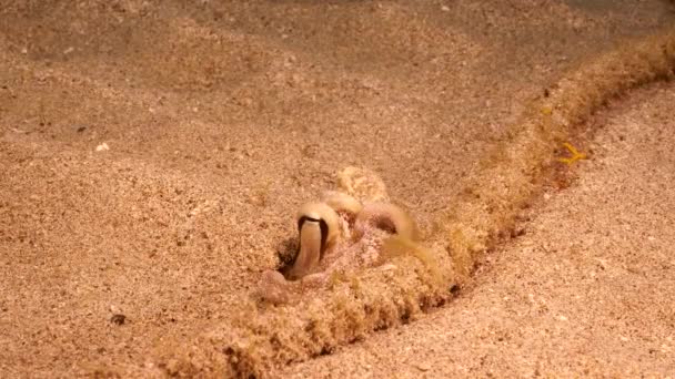 Yhteinen Octopus Karibianmerellä, vedenalainen näkymä. - Materiaali, video