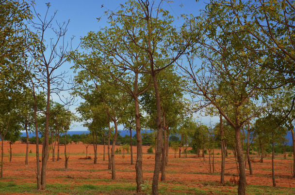 Rubber tree plantations - Photo, Image