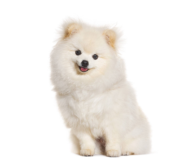 Happy Puppy Pomeranian siedzi i patrzy w obiektyw, 6 miesięcy, dyszy, odizolowany na białym - Zdjęcie, obraz