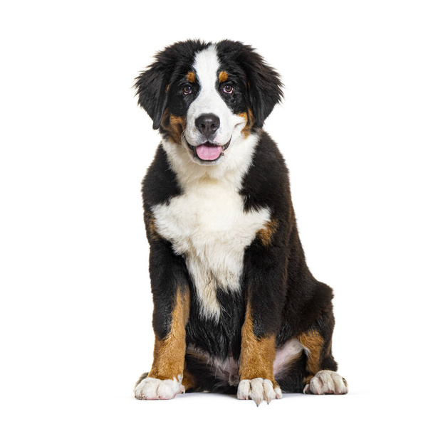 Happy Bernese monutain dog puppy Panting, four months old, isolated on white - Photo, Image