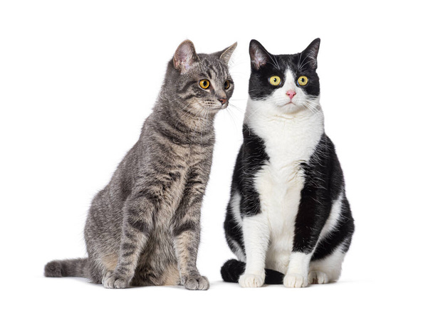 two Crossbreed cats, isolated on white - Photo, Image