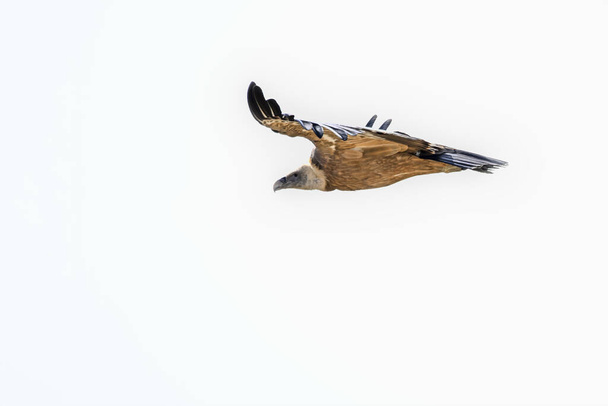 Грифон Стервятник или Джипс выполняют в полете - Фото, изображение