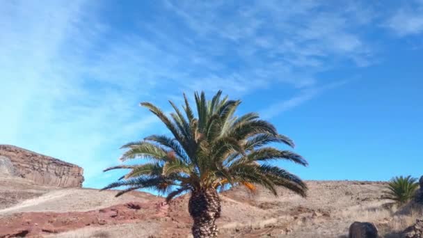 Vue d'un palmier tropical sur l'île - Séquence, vidéo