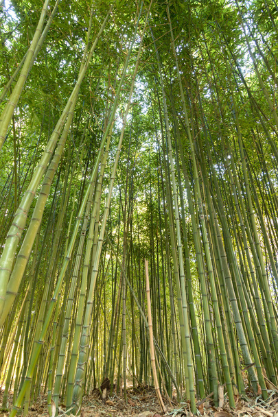 Bamboo forest - Foto, afbeelding