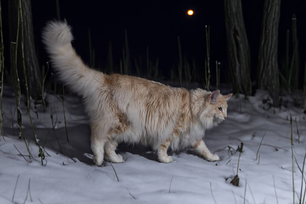 Norwegian Forest cat in front of winter background - Photo, Image