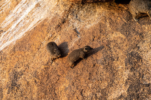 The Hyrax, or Dassie -Procavia capensis- is the evolutionary nearest relative of the elephant. Seen here climbing on the rocks near Spitzkoppe, Namibia. - Photo, Image