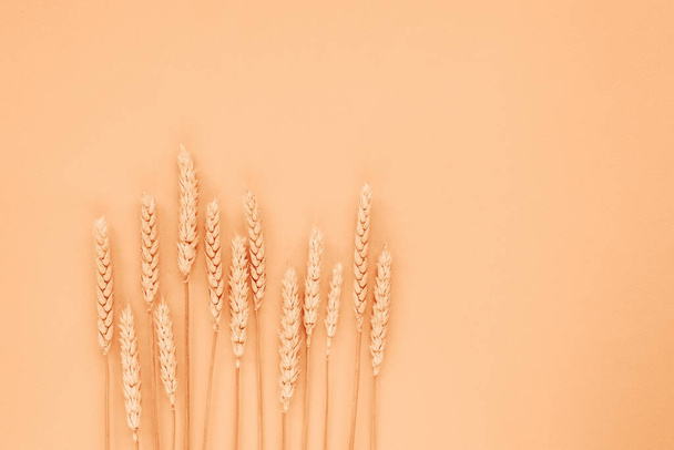 Вуха пшениці на світлому персиковому фоні. Плоский простір, копіювання. Колір року 2024 Peach Fuzz. - Фото, зображення