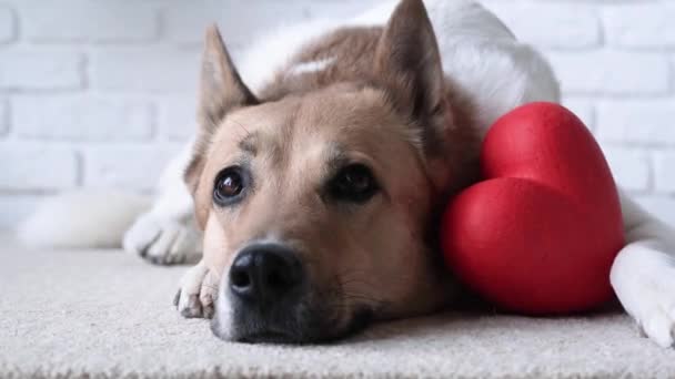 バレンタインデー。 赤い心臓を抱えている犬,自宅でラグに横たわる - 映像、動画