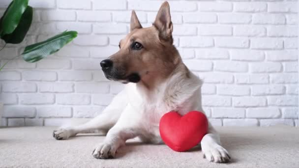 バレンタインデー。 赤い心臓を抱えている犬,自宅でラグに横たわる - 映像、動画