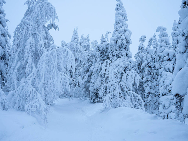Schneebedeckte Fichten im Winterwald, Lappland, Finnland. - Foto, Bild