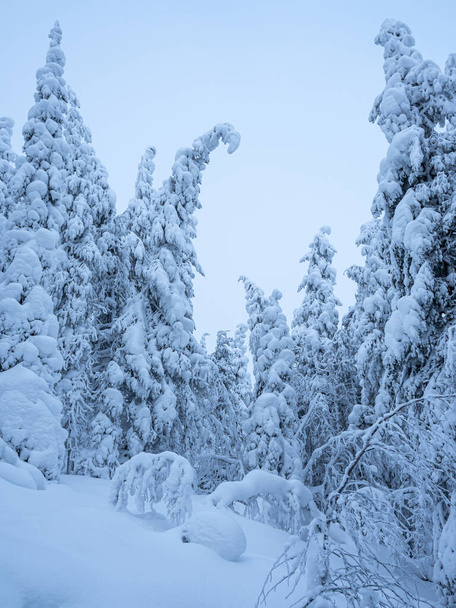 Studená, zasněžená zimní krajina v Laponsku, Finsko. - Fotografie, Obrázek