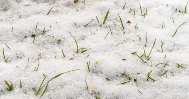 La neve si sta sciogliendo velocemente nel prato erboso verde con fiori di margherita bianchi Bellis fiori di rosa in primavera. Natura primaverile crescita di fondo, 4k UHD video - Filmati, video