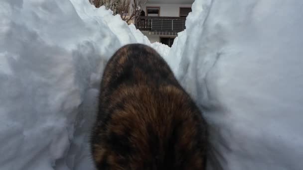 Grappige video van een kat die door de sneeuw rent en aan de camera ruikt - Video