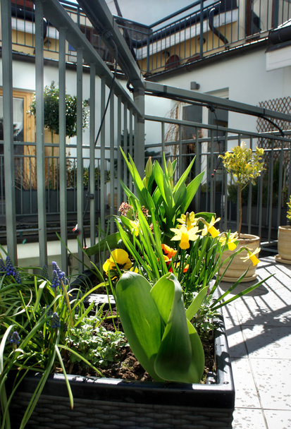 Mooie moderne terras met mix van Lentebloemen - Foto, afbeelding