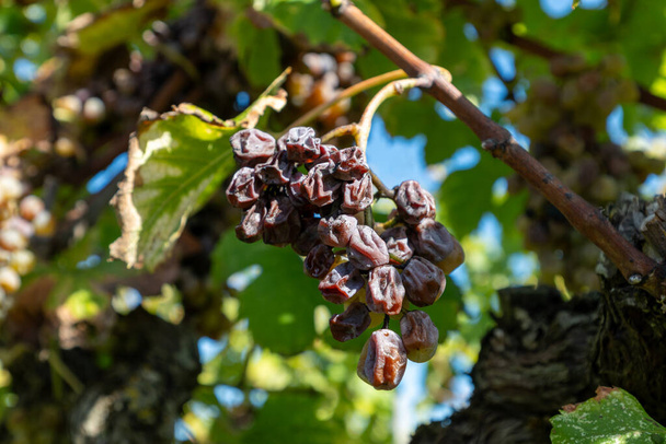 ボルドー,フランス,ボルドーの甘いデザートサウテネスワインの作るボトリスティックシネマレアノーブルの村のサウテネスのブドウにセミヨンの白ブドウを収穫する準備ができて - 写真・画像